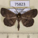 75823p Noctuidae Bocana manifestalis Thailand $8