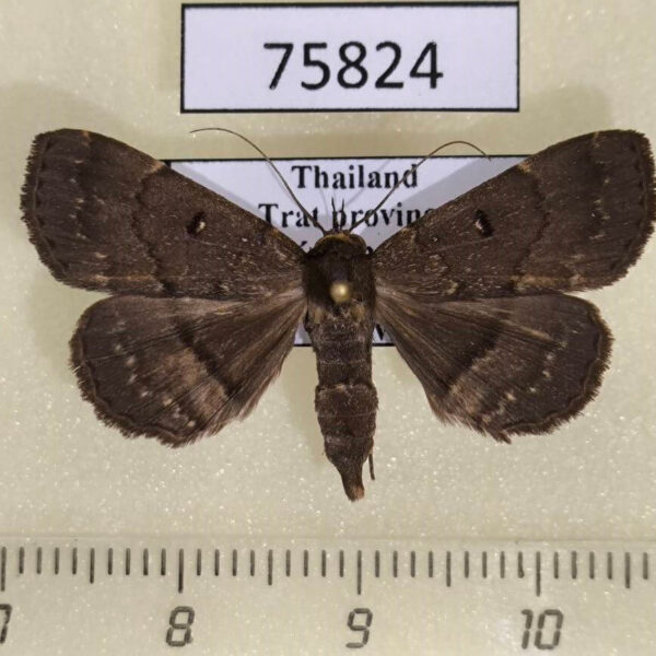Noctuidae Bocana manifestalis f Thailand