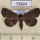 75824p Noctuidae Bocana manifestalis f Thailand $9