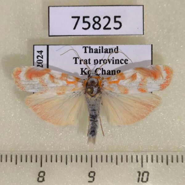 Arctiidae Cyana costifimbria Thailand