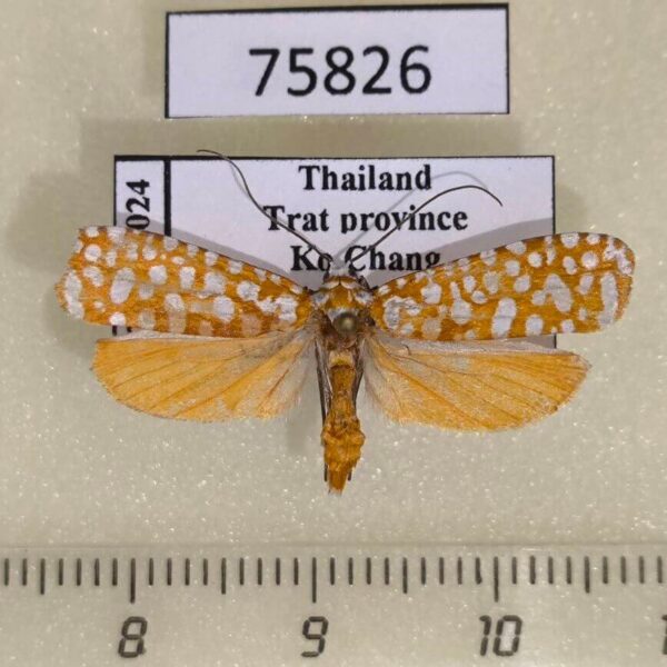 Attevidae Atteva wallengreni f Thailand