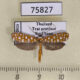 75827p Attevidae Atteva sp. Thailand $12