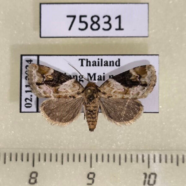 Noctuidae Koyaga coenia Thailand