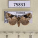 75831p Noctuidae Koyaga coenia Thailand $8