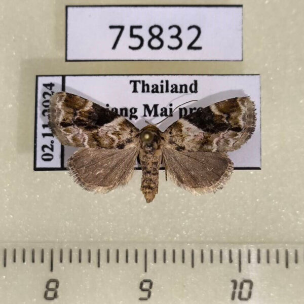 Noctuidae Koyaga coenia Thailand