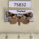 75832p Noctuidae Koyaga coenia Thailand $8