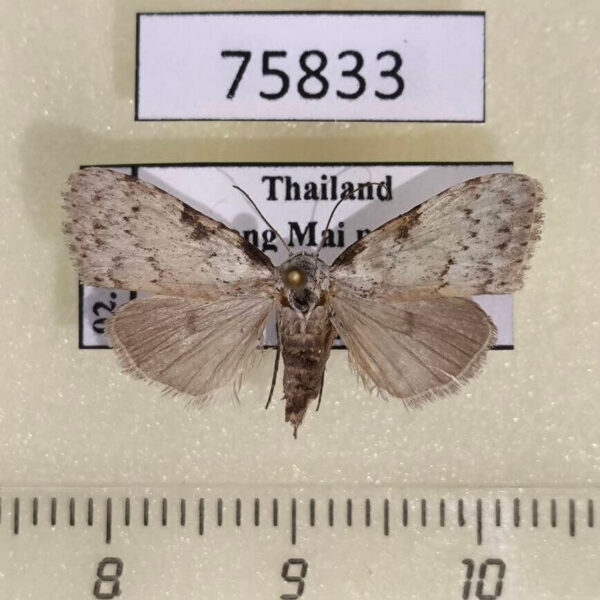 Noctuidae Meganola major Thailand
