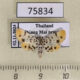 75834p Crambidae Suhela alboflavalis Thailand $6