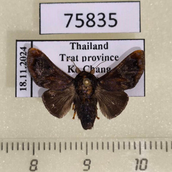 Limacodidae Pseudonirmides cyanopasta f Thailand