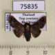 75835p Limacodidae Pseudonirmides cyanopasta f Thailand $12