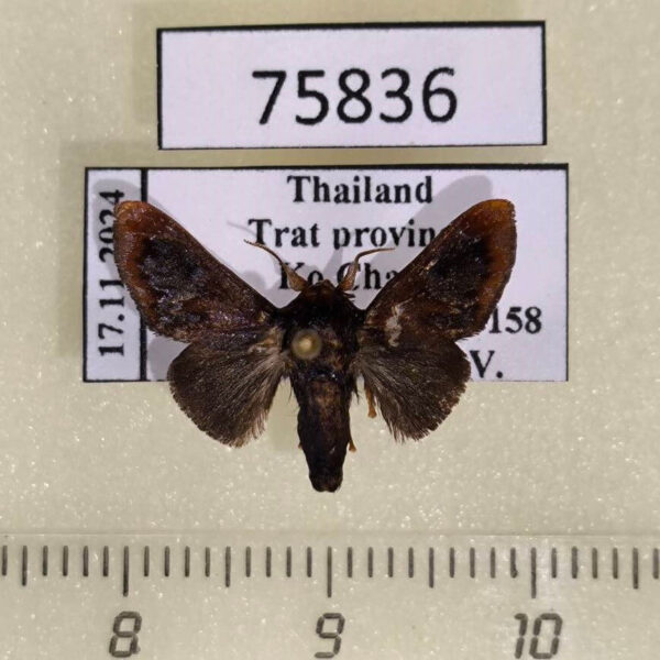 Limacodidae Pseudonirmides cyanopasta Thailand