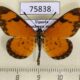 75838p Nymphalidae Acraea ventura Uganda $8