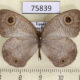 75839p Satyridae Ypthima albida f Uganda $7