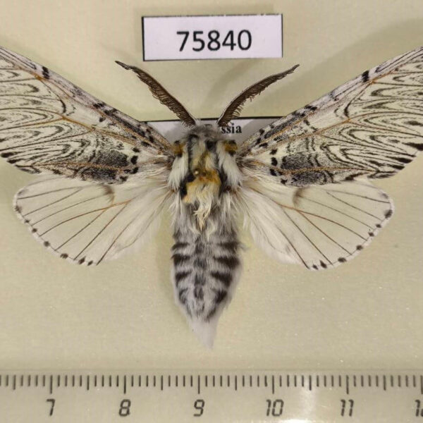 Notodontiidae Cerura felina Tyva rep.