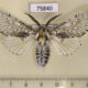 75840p Notodontiidae Cerura felina Tyva rep. $10