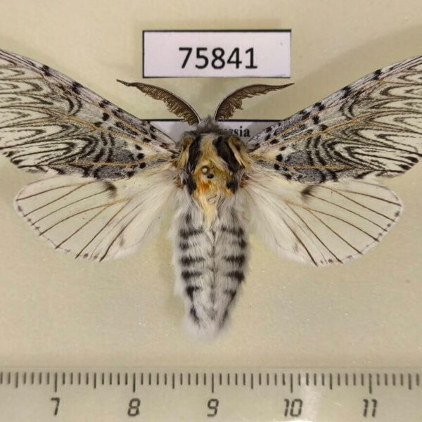 Notodontiidae Cerura felina Tyva rep.