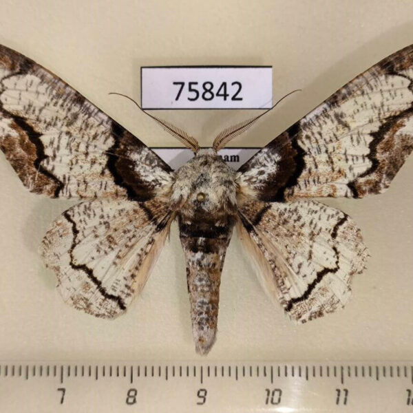 Geometridae Biston regalis Vietnam