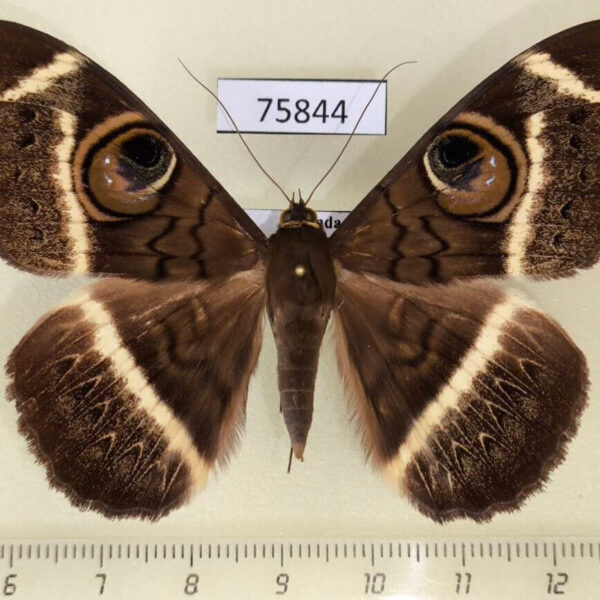 Noctuidae Cyligramma latona Uganda