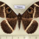 75844p Noctuidae Cyligramma latona Uganda $12