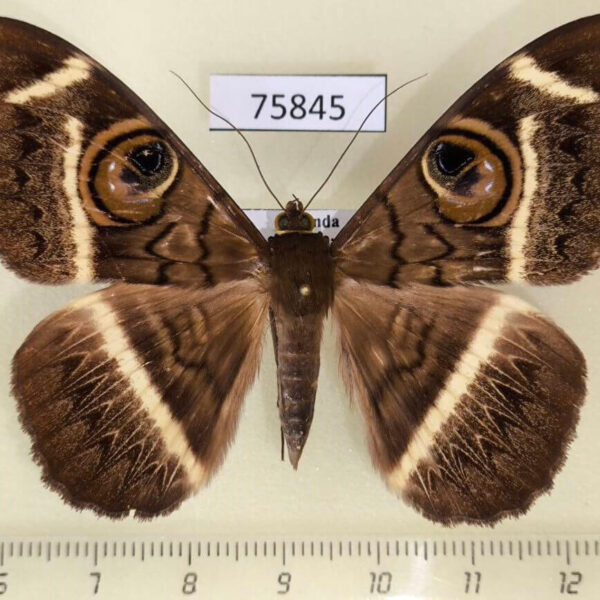 Noctuidae Cyligramma latona Uganda