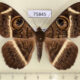 75845p Noctuidae Cyligramma latona Uganda $13