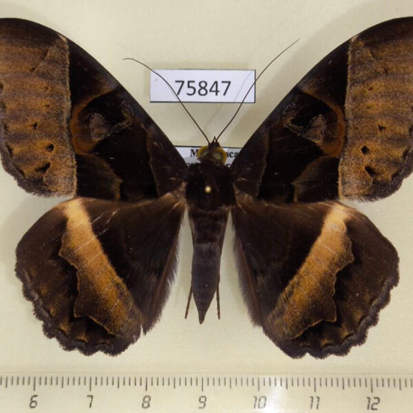 Noctuidae Cyligramma disturbans Madagascar
