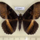 75847p Noctuidae Cyligramma disturbans Madagascar $18