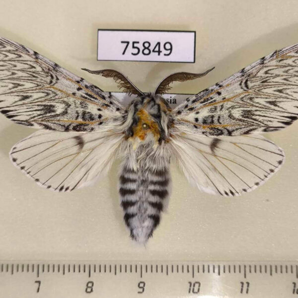 Notodontiidae Cerura felina Tyva rep.