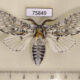 75849p Notodontiidae Cerura felina Tyva rep. $10