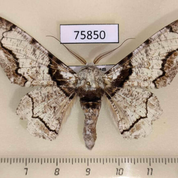 Geometridae Biston regalis Vietnam
