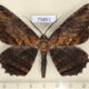 75851p Geometridae Chorodna creataria Vietnam $10