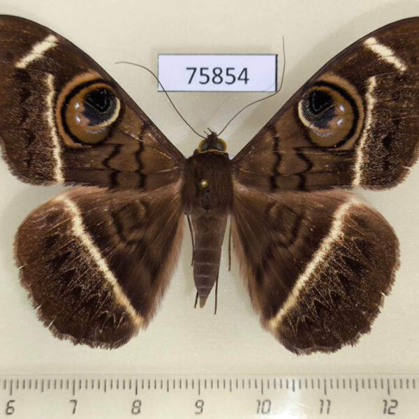 Noctuidae Cyligramma latona Uganda
