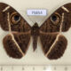 75854p Noctuidae Cyligramma latona Uganda $13
