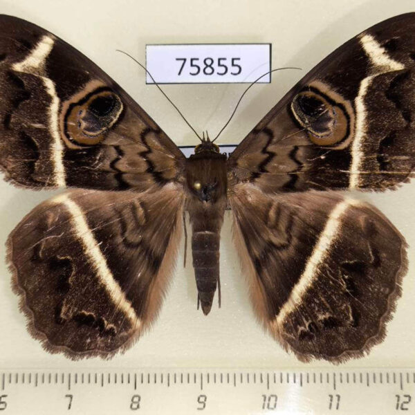 Noctuidae Cyligramma latona Uganda
