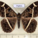 75855p Noctuidae Cyligramma latona Uganda $13