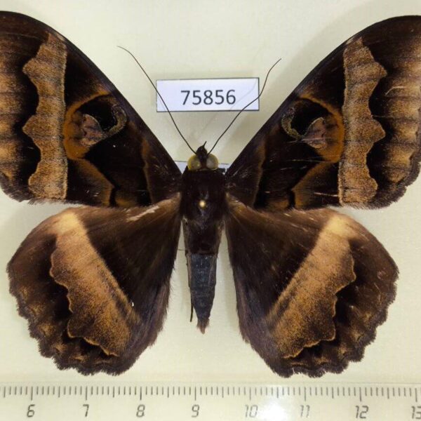 Noctuidae Cyligramma disturbans Madagascar