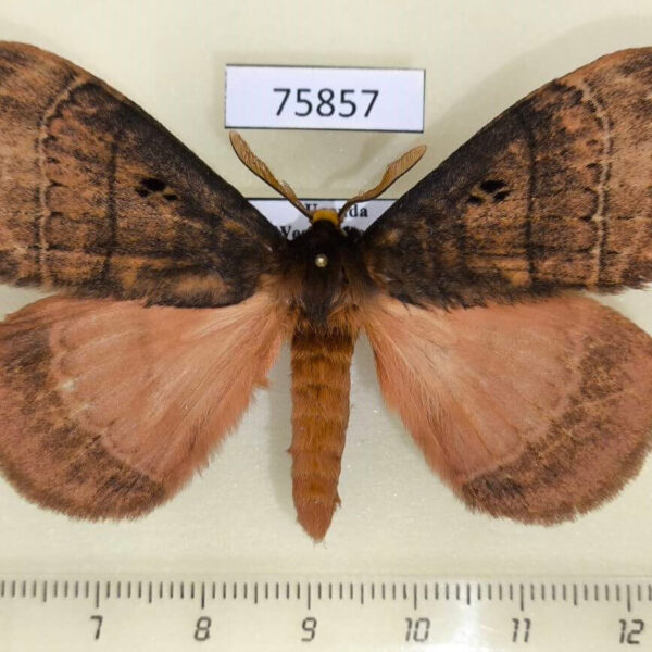 Eupterotidae Rhodopteriana sidamoensis Uganda