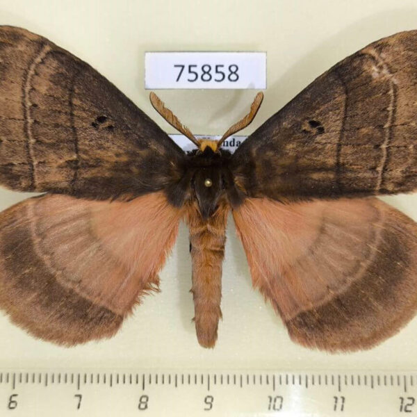 Eupterotidae Rhodopteriana sidamoensis Uganda