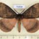 75858p Eupterotidae Rhodopteriana sidamoensis Uganda $15