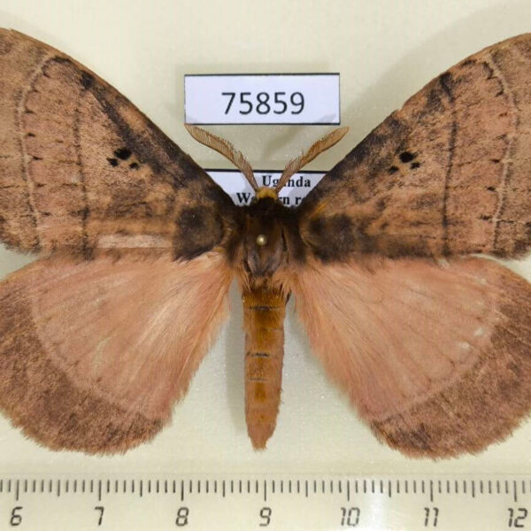 Eupterotidae Rhodopteriana sidamoensis Uganda