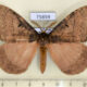 75859p Eupterotidae Rhodopteriana sidamoensis Uganda $12