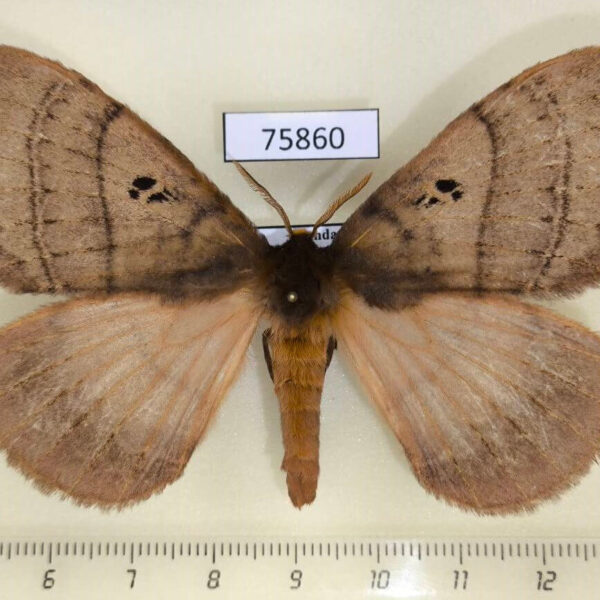 Eupterotidae Rhodopteriana sidamoensis f Uganda
