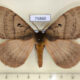 75860p Eupterotidae Rhodopteriana sidamoensis f Uganda $15