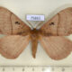 75861p Eupterotidae Rhodopteriana sidamoensis f Uganda $15