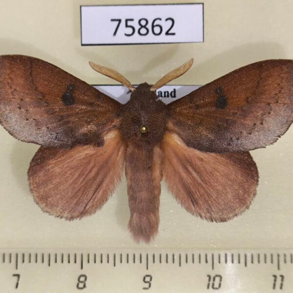 Lasiocampidae Euthrix inobtrusa Thailand