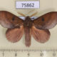 75862p Lasiocampidae Euthrix inobtrusa Thailand $9