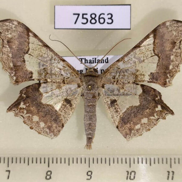 Geometridae Krananda semihyalina Thailand