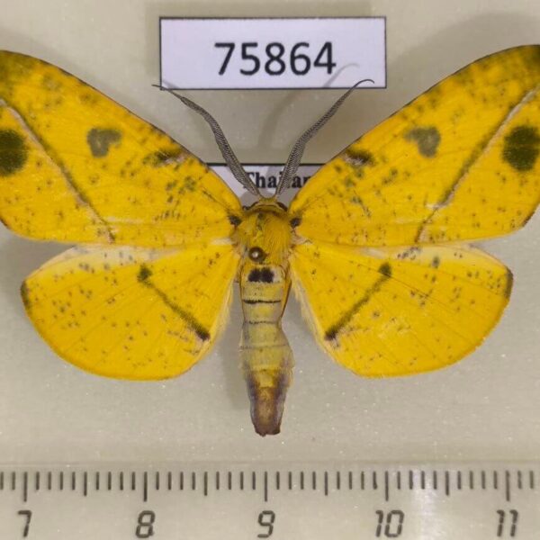 Geometridae Omiza miliaria Thailand