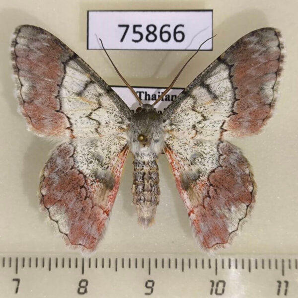 Geometridae Pingasa rubicunda Thailand