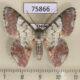 75866p Geometridae Pingasa rubicunda Thailand $8